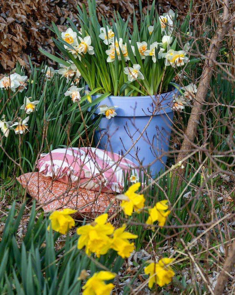 Perfect Partners For Other Spring Bulbs