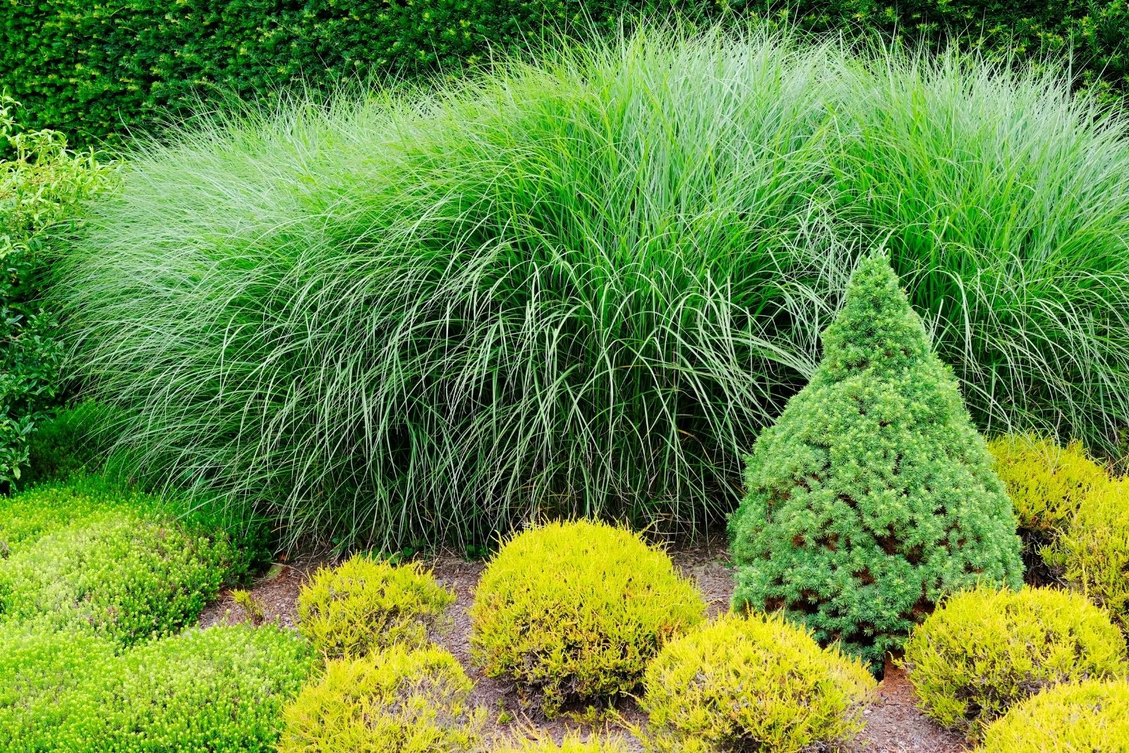 Evergreen Flowerbed