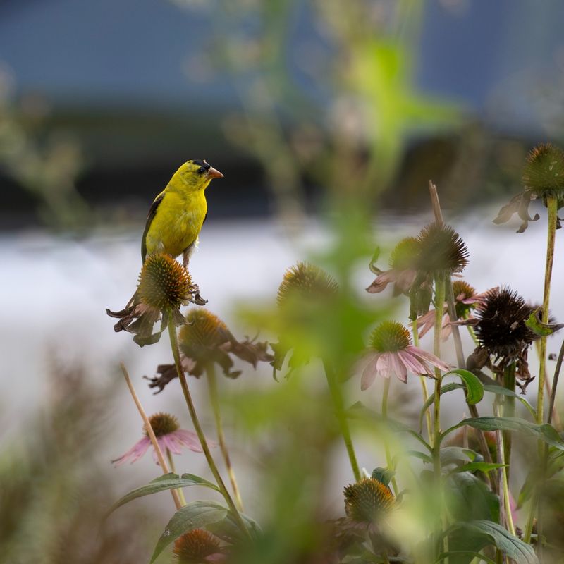 Wildlife Support