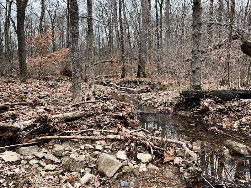 Cache River State Natural Area's Ancient Cypress Trees