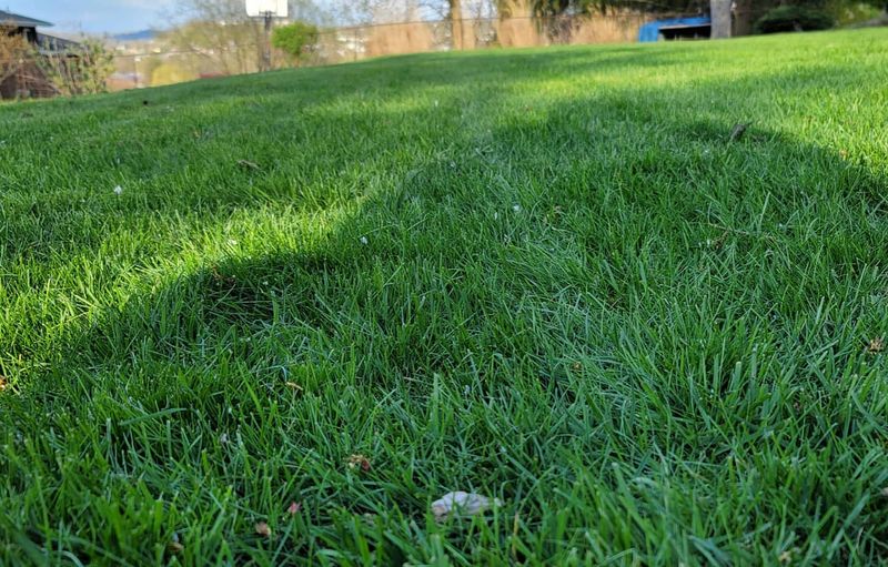 Feed Your Lawn One Last Time
