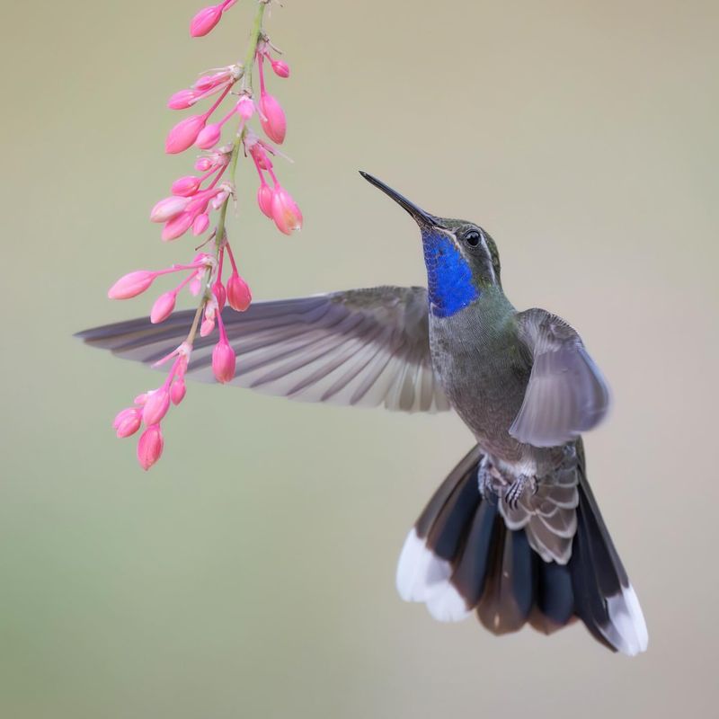 Blue-throated Mountain-gem