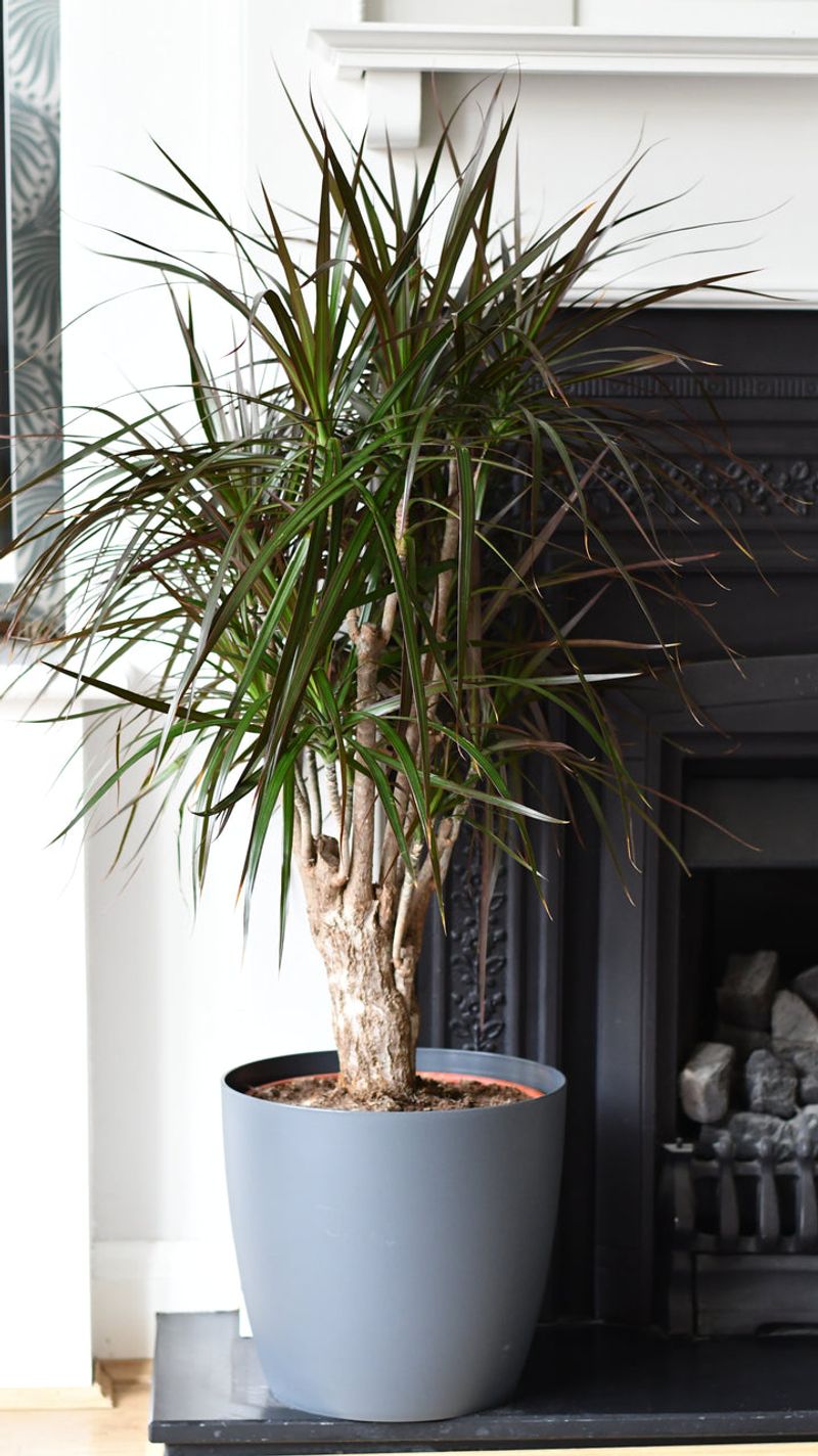 Dracaena Varieties Add Height and Drama