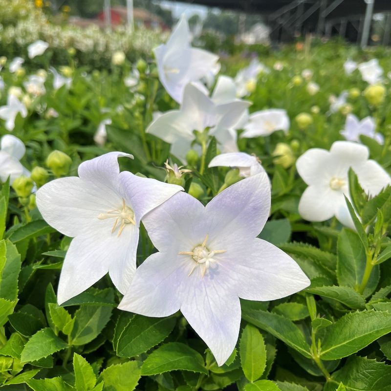 Balloon Flower (Platycodon)