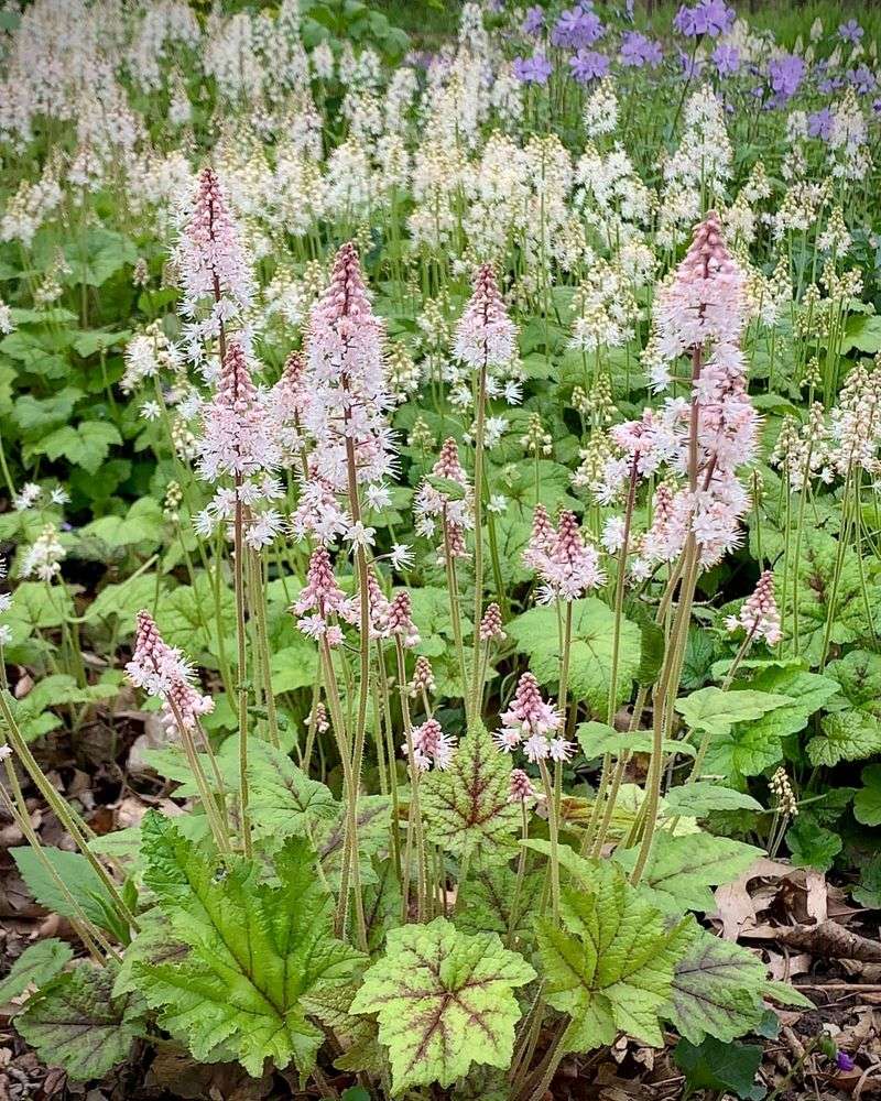 Foam Flower (Tiarella)