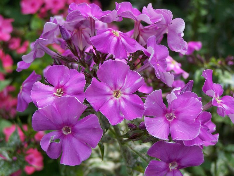 Phlox Paniculata's Fragrant Clouds