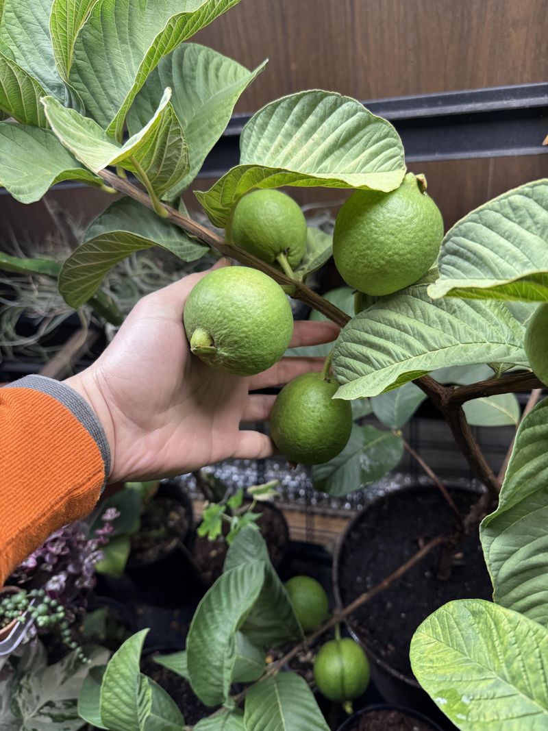 Guava