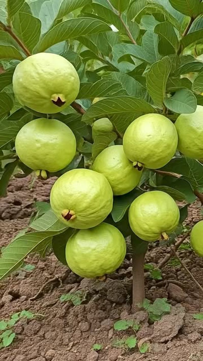 Guava Trees Face Certain Doom