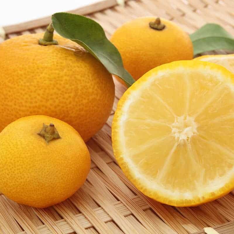 Japanese Yuzu Citrus