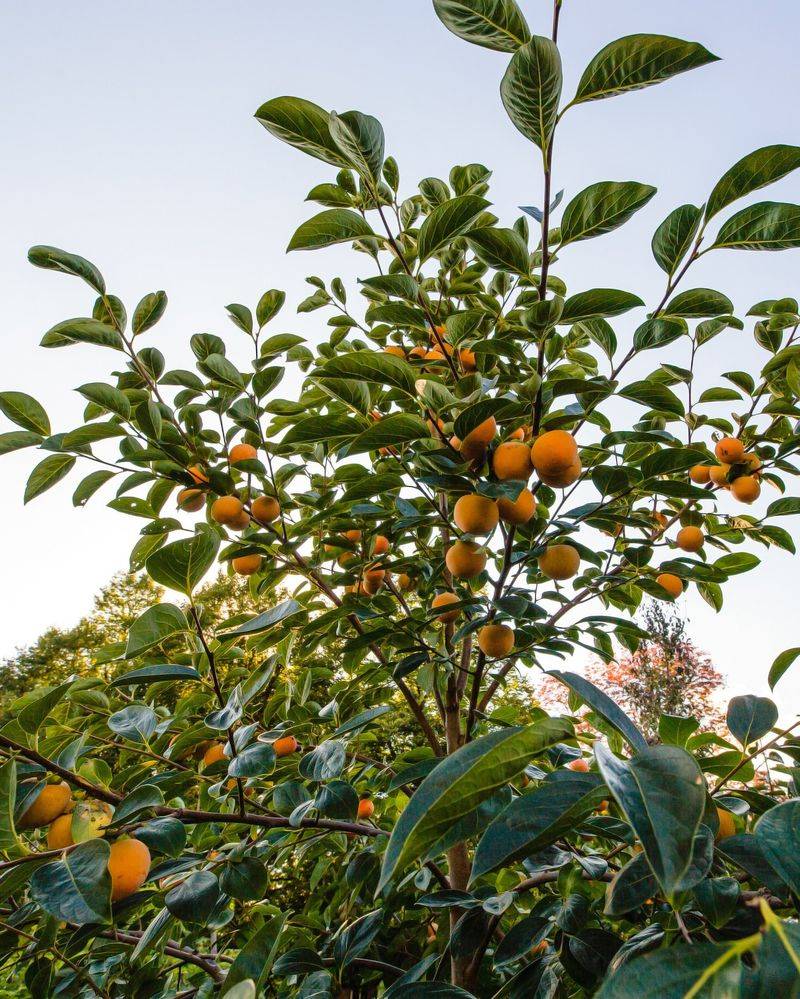 Persimmon (Asian)