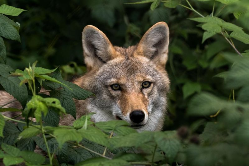 MISTAKE: Ignoring Unusual Coyote Behavior