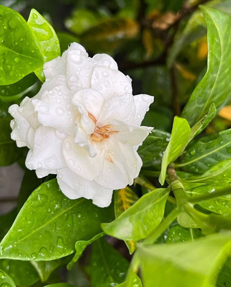 Cape Jasmine