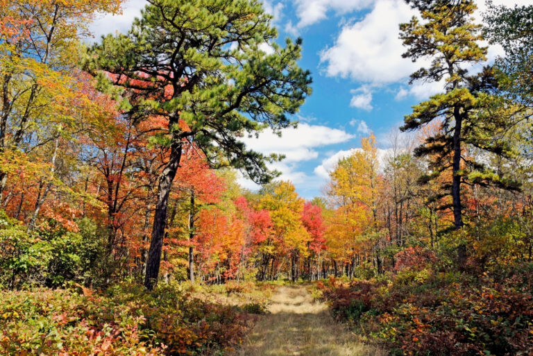 Pennsylvania Forest Trail in Autumn (featured image)