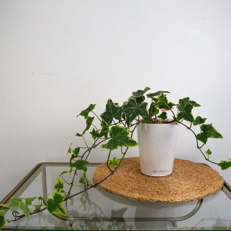 English Ivy (Hedera helix)