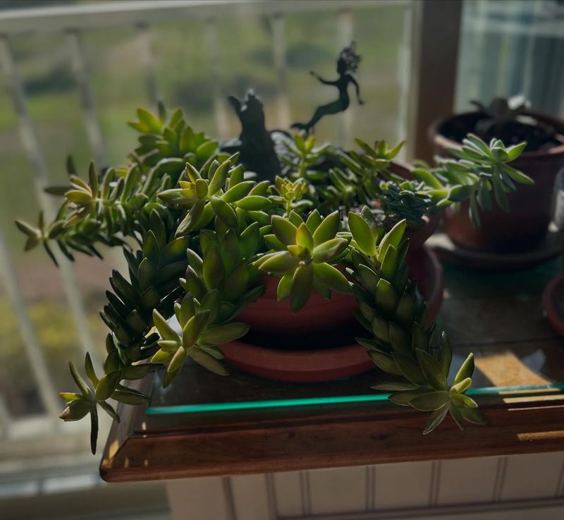 Succulents