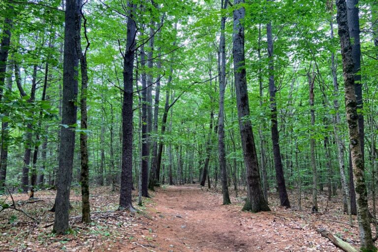Vaughan Woods