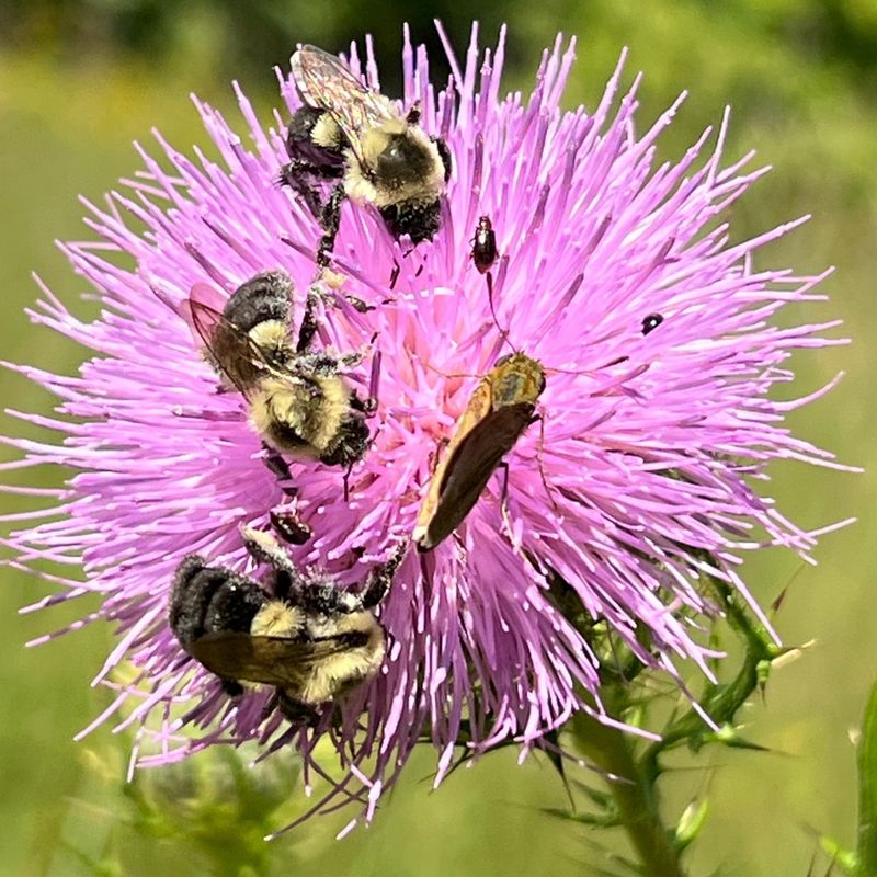 Establish Insect-Friendly Plantings