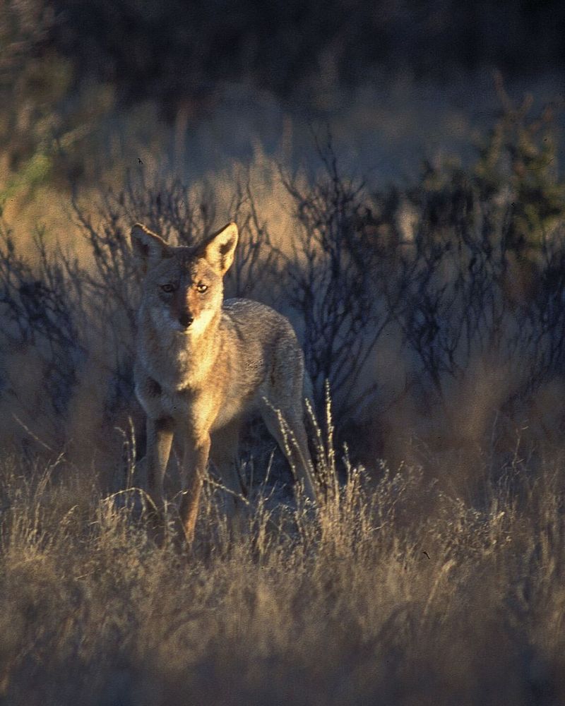 Report Unusual Coyote Behavior