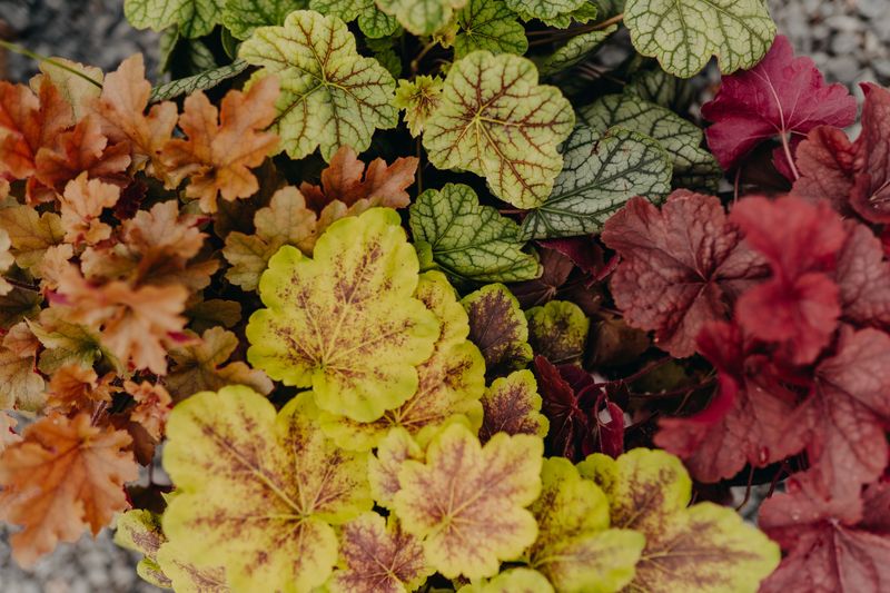 Colorful Coral Bells