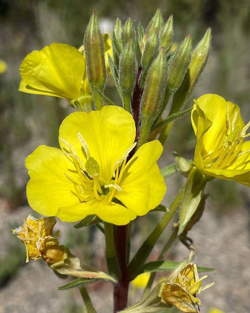 Evening Primrose's Moonlit Magic