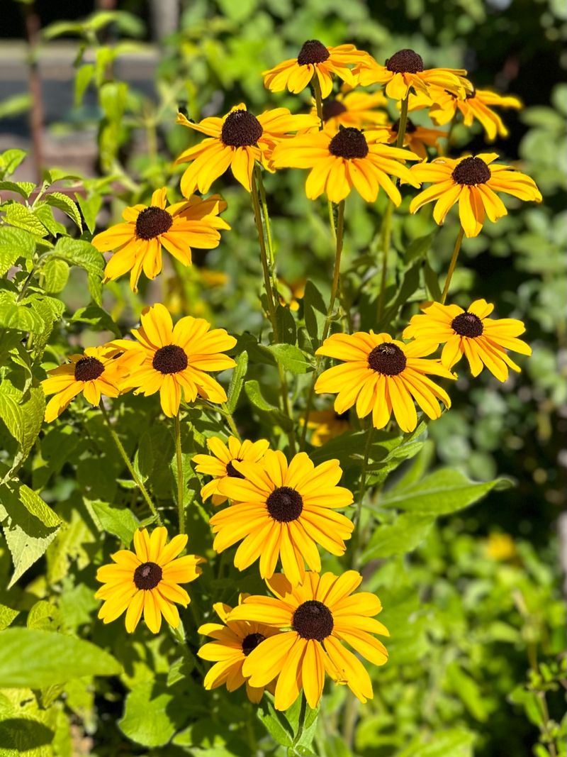 Cheerful Black-Eyed Susans