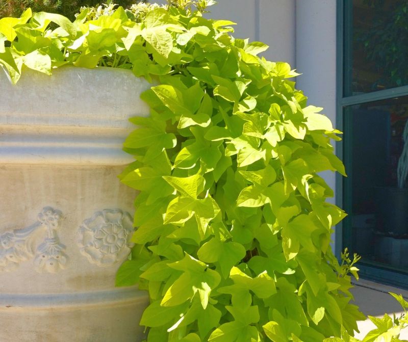 Striking Sweet Potato Vine
