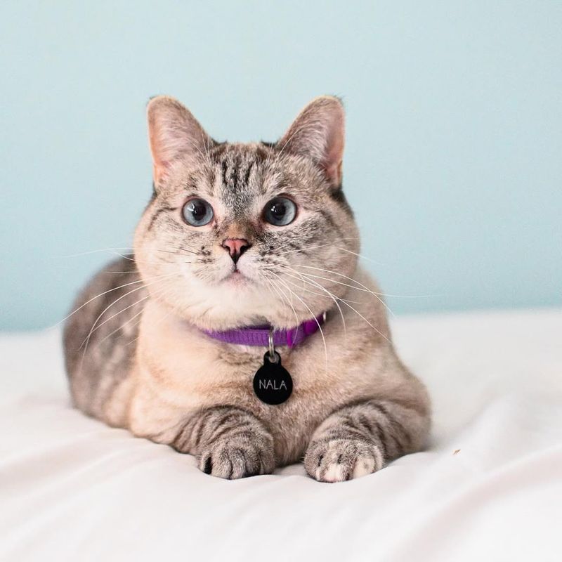 Keep Pets Close And Protected