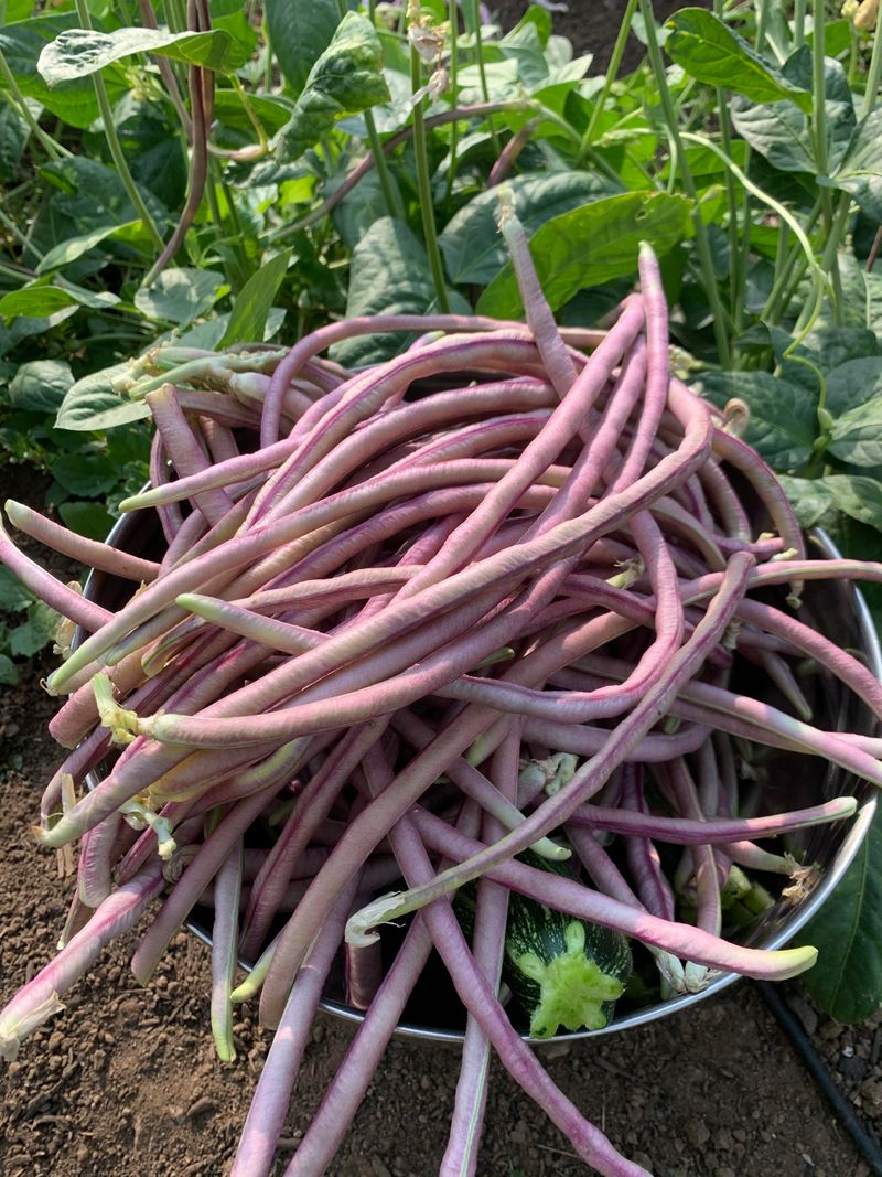 Yard-Long Beans: Asian Treasures For Humid Gardens