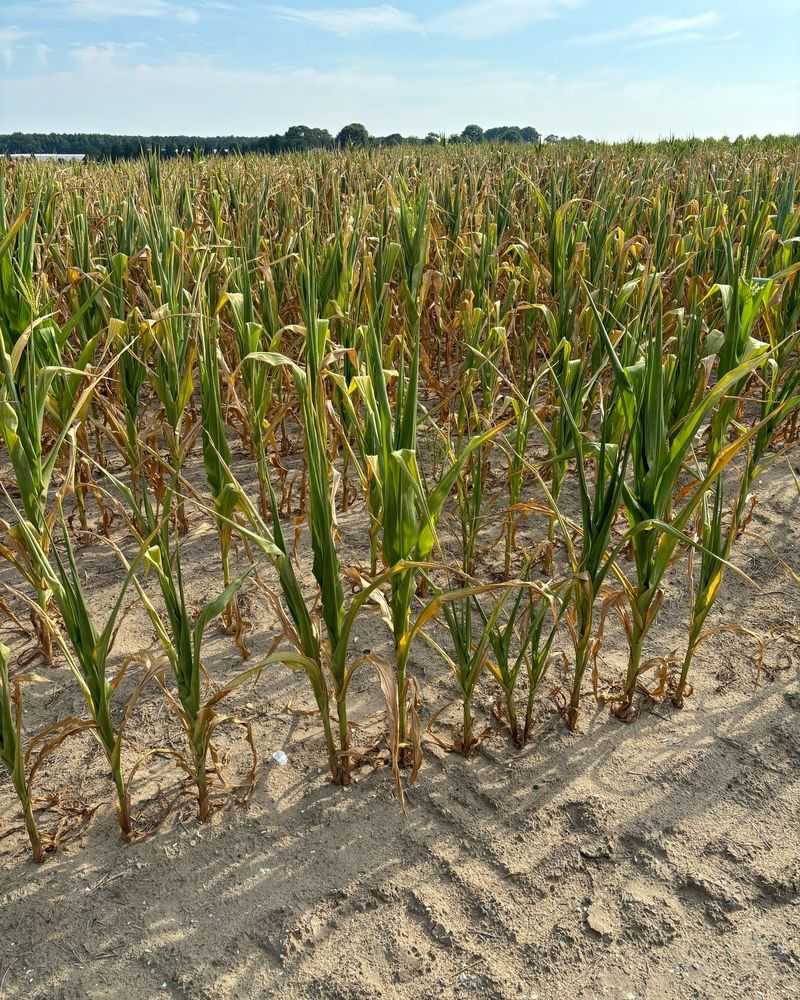 Dryland Farming: Mastering Harsh Conditions