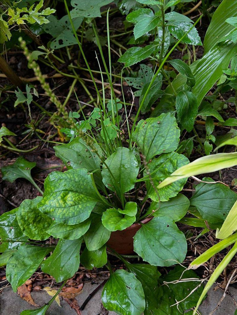 Plantain