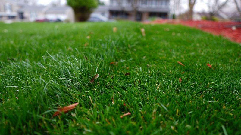 Schedule Your First Mowing Carefully