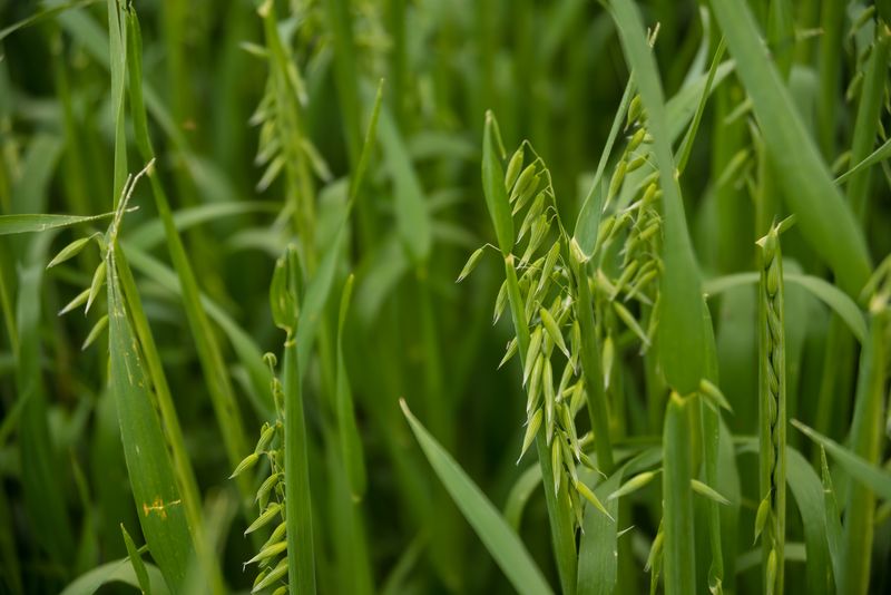 Oats And Barley As Alternatives