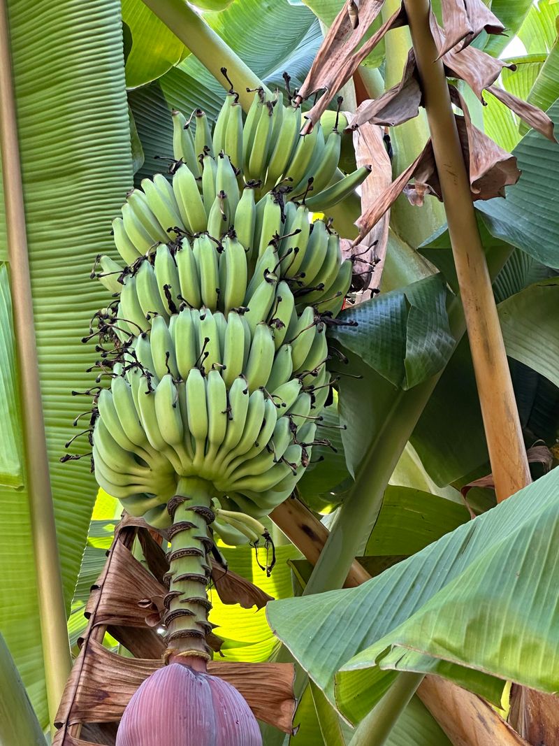 Banana