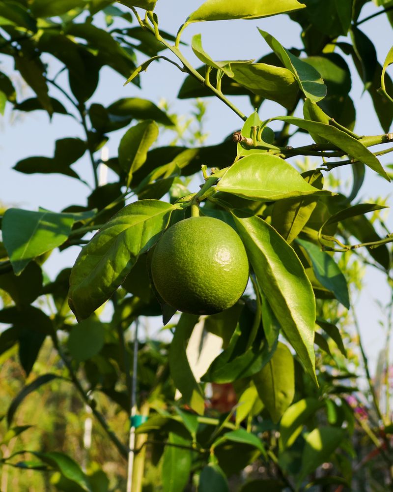Citrus