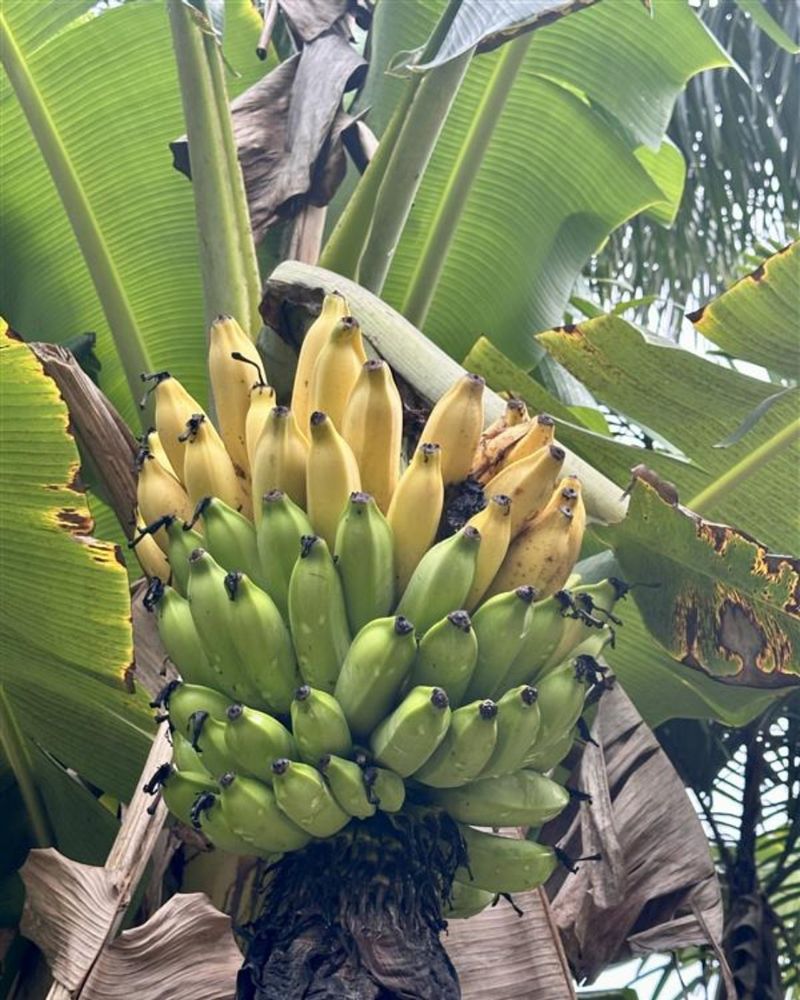 Banana