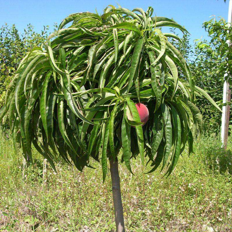 Nectarine Trees