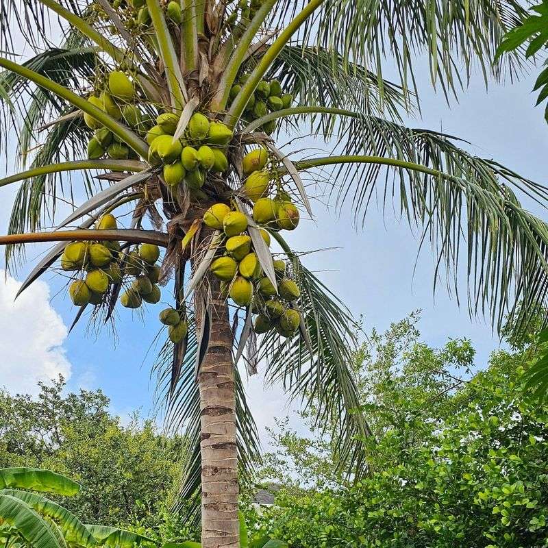 Coconut Palms