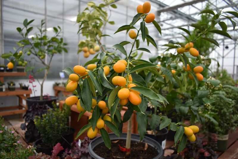 Citrus Trees (Outdoor)