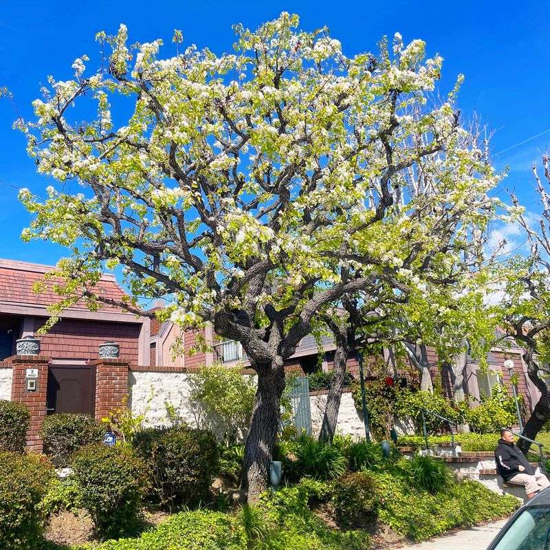 Pear Trees Fall Short In Desert Heat