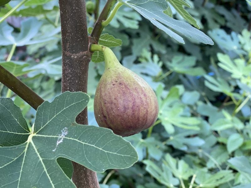 Fig Trees (Non-Hardy Varieties)