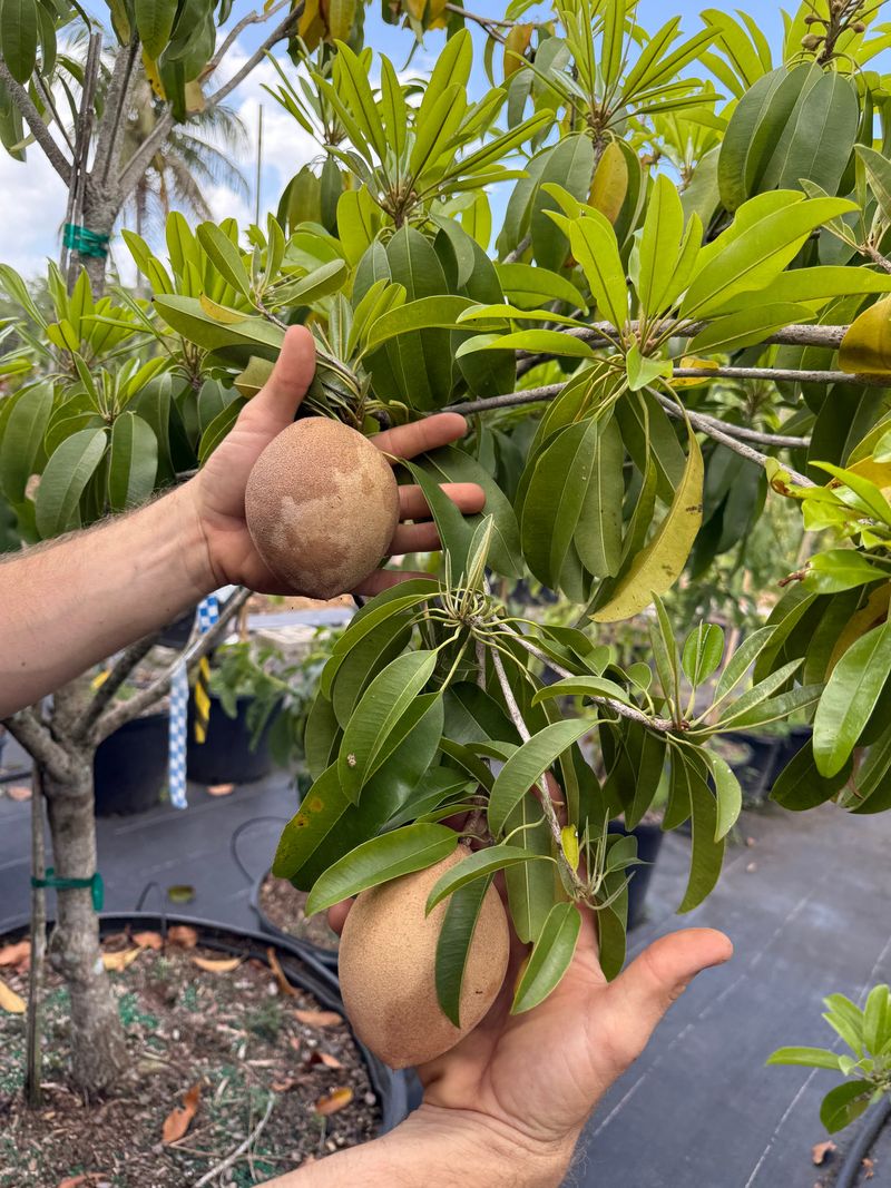 Sapodilla