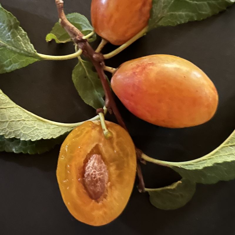 Japanese Persimmon (Fuyu, Hachiya)