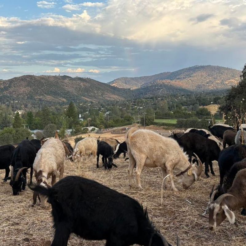 Goat Grazing