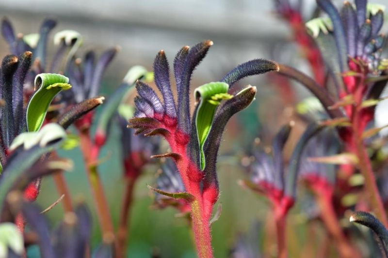 Kangaroo Paw