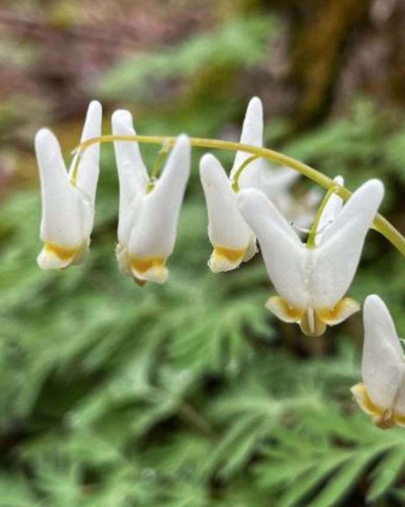 Konza Prairie's Hidden Spring Ephemeral Garden