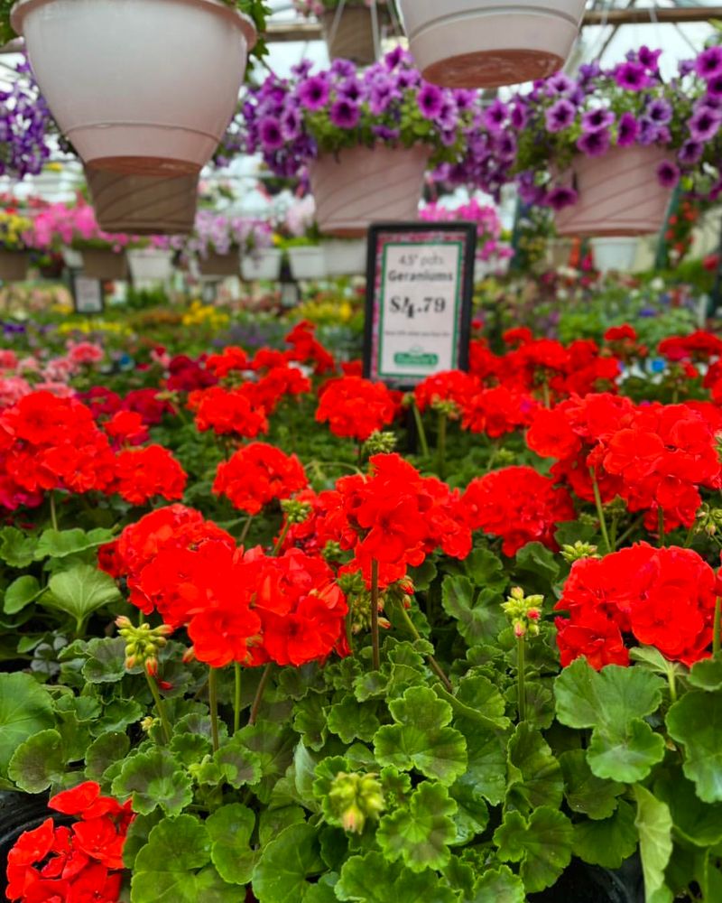 Geraniums: Beautiful Beetle Blockers