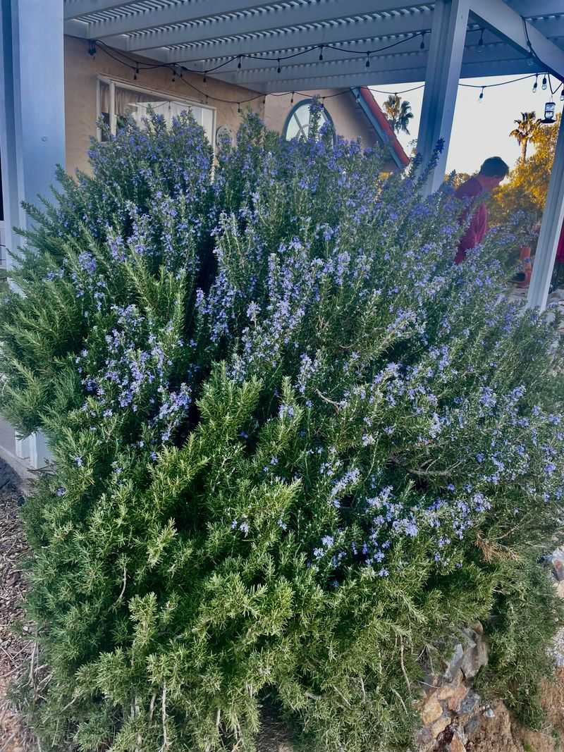 Rosemary Along Garden Paths