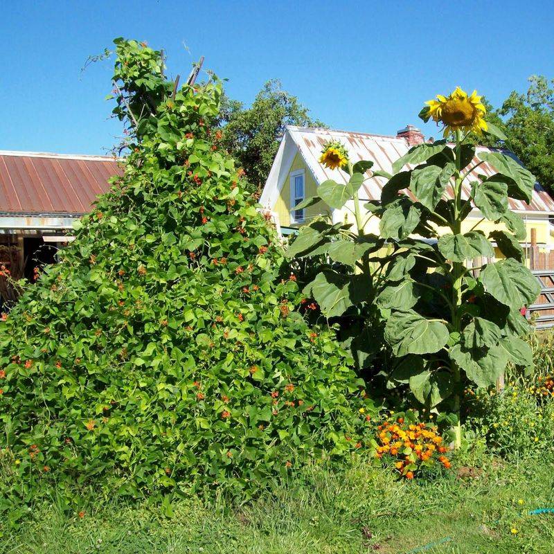 Sunflowers Supporting Climbing Beans