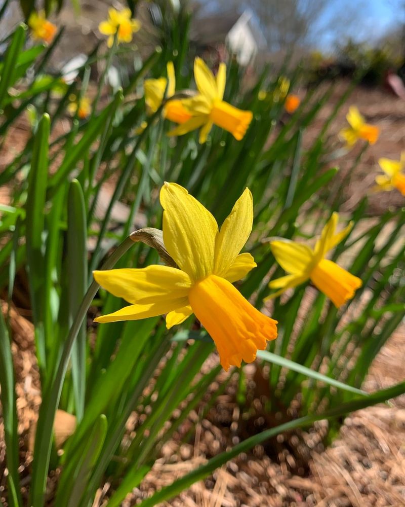 Daffodils