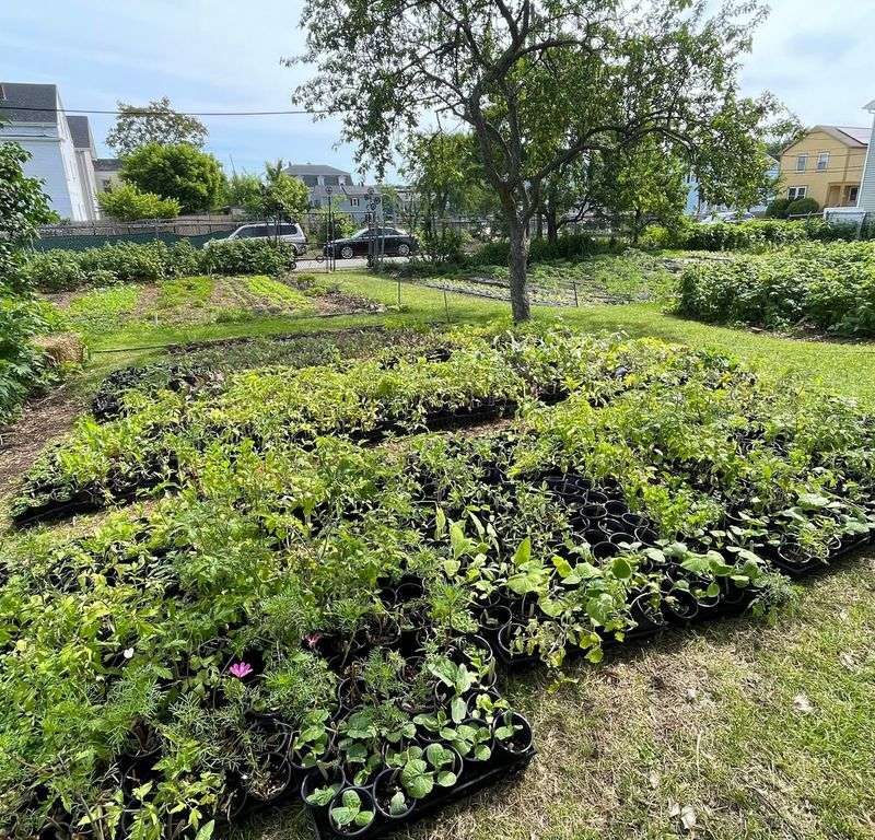 Donated To Community Gardens